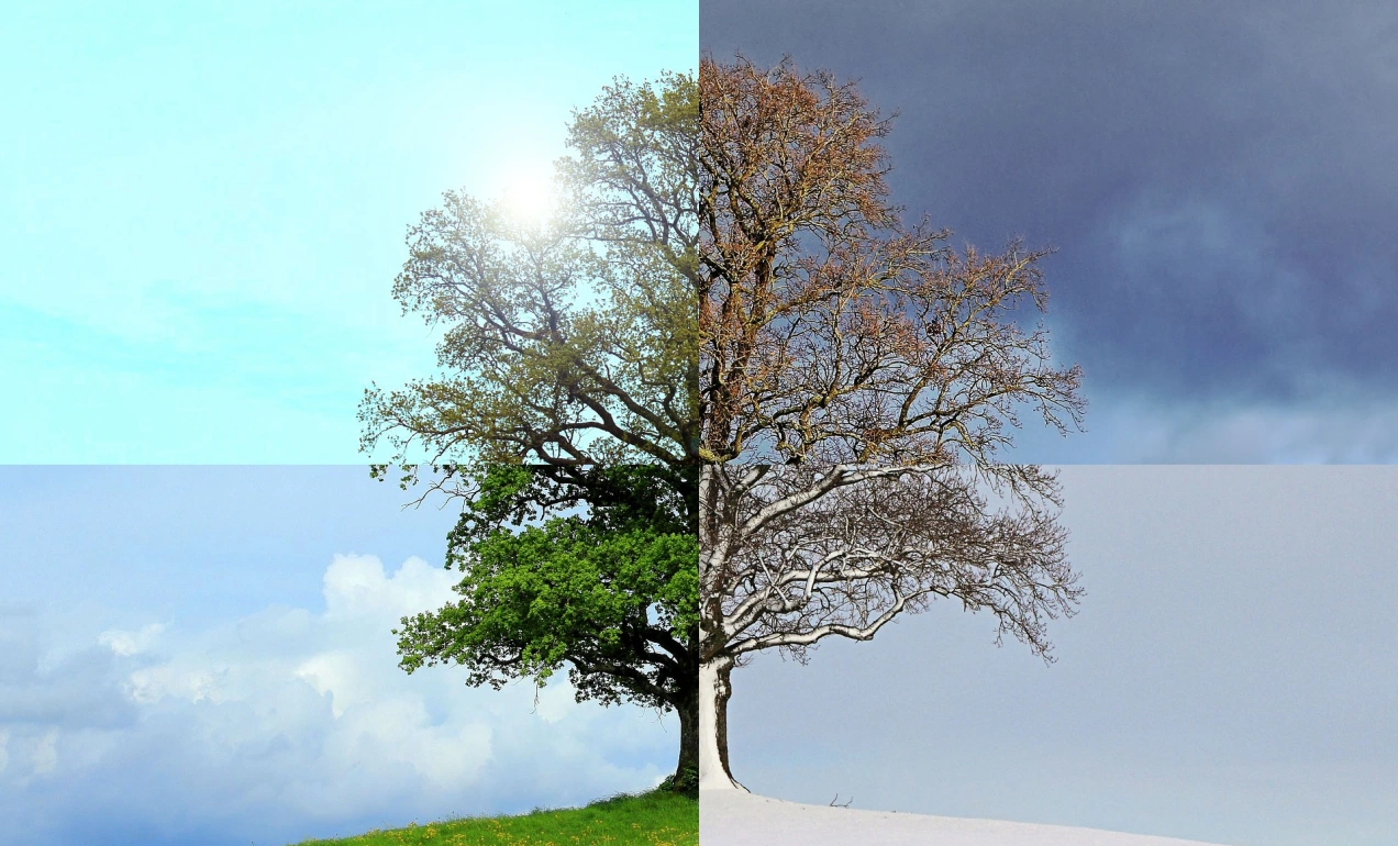Imagen partida en 4 partes de un arbol representando las cuatro estaciones para el blog de Lau Zentroa