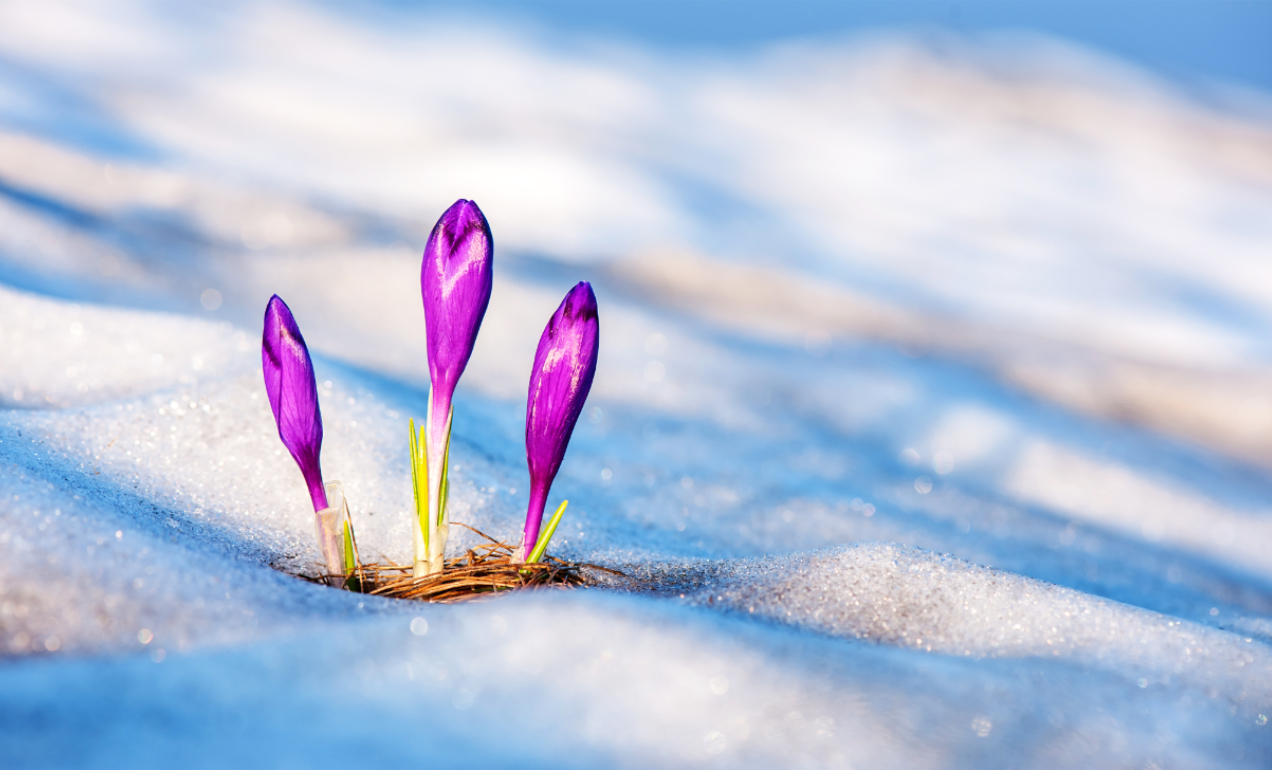 blog-lau-zentroa-imbolc